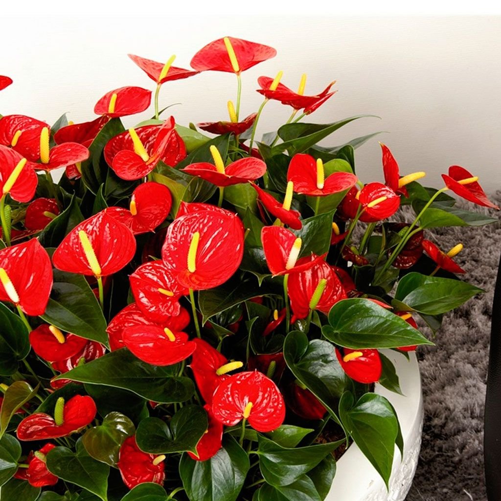 домашние красные цветы фото с названием