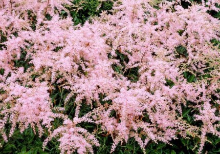 Астильба простолистная «Пинк Лайтнинг» (Astilbe simplicifolia Pink Lightning)