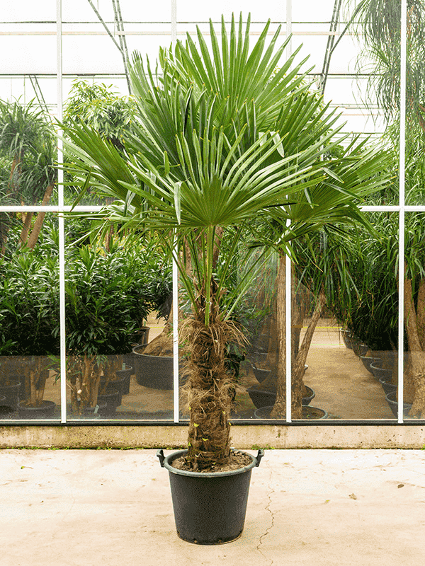 Веерная пальма трахикарпус форчуна (Trachycarpus fortunei)