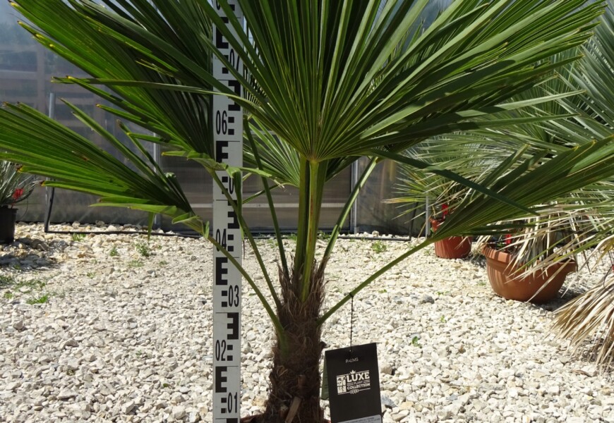 Веерная пальма трахикарпус форчуна (Trachycarpus fortunei)