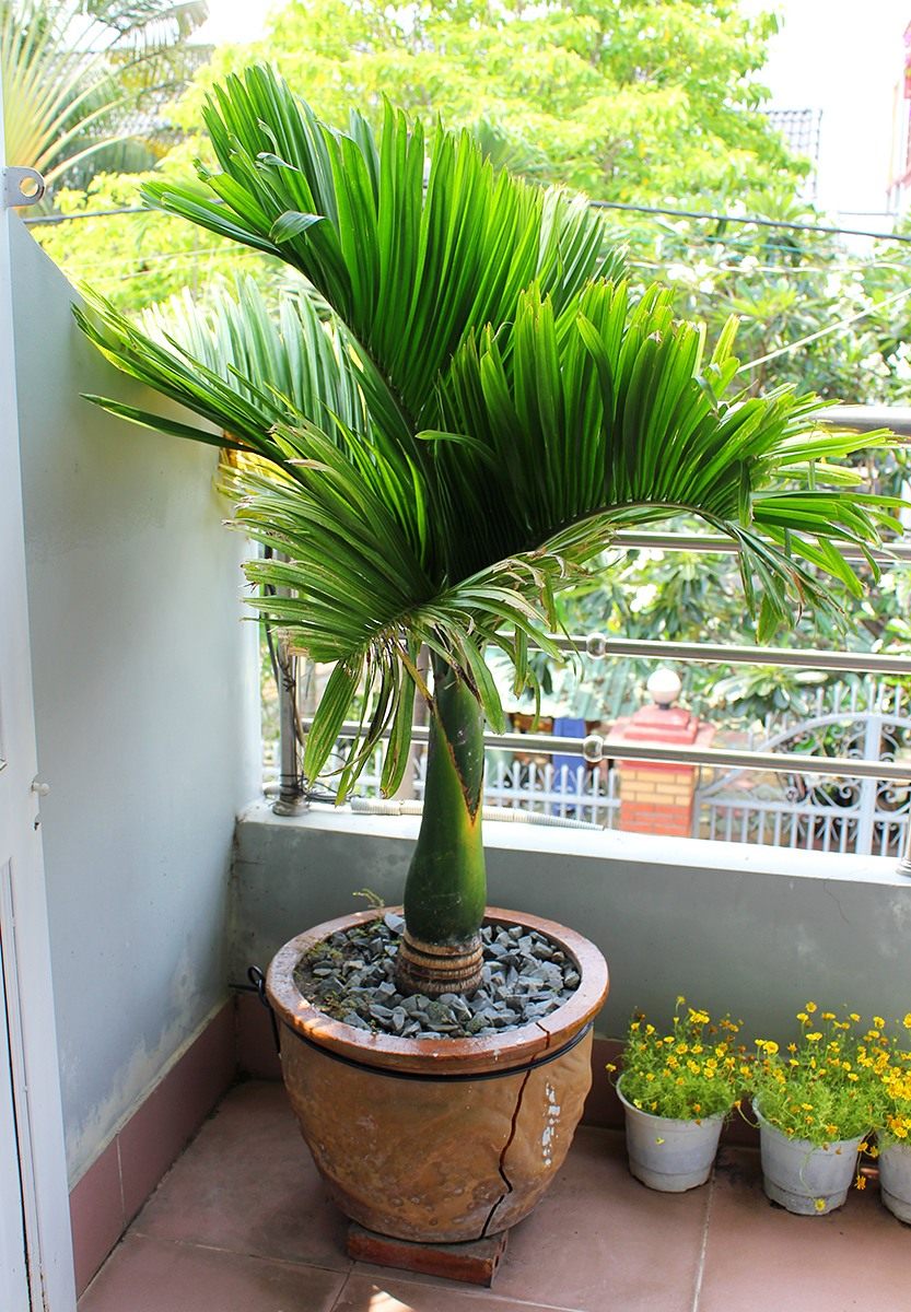 цветущая комнатная пальма фото
