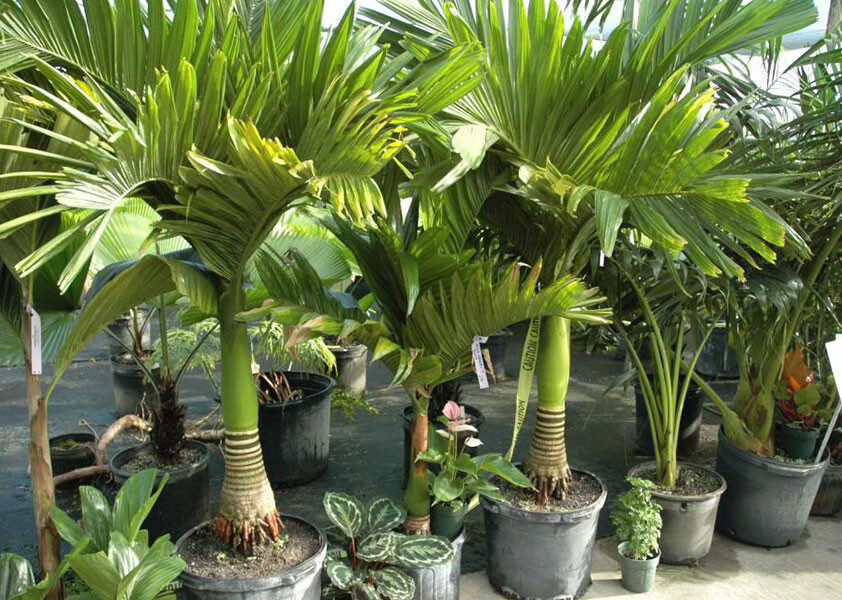 Арека катеху (Areca catechu) или бетелевая пальма
