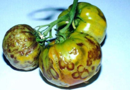 Штриховатость (стрик) томатов