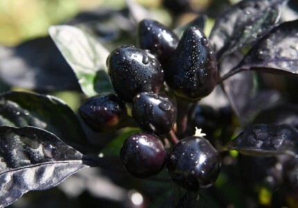 Капсикум «Черная жемчужина» (Capsicum Black Pearl)