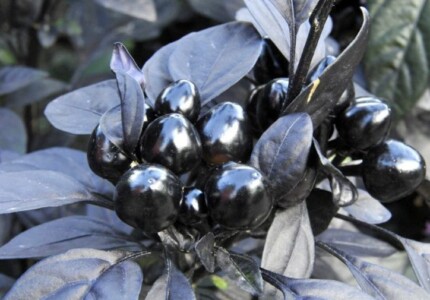 Черная жемчужина (Capsicum Black Pearl)