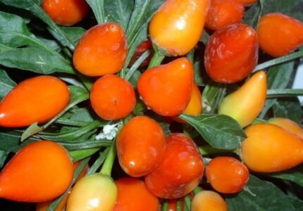 Капсикум «Сальса оранжевая» (Capsicum Salsa Orange)