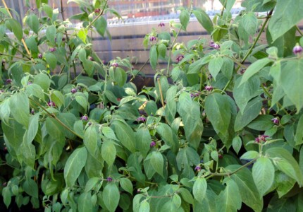 Перец опушенный (Capsicum pubescens)