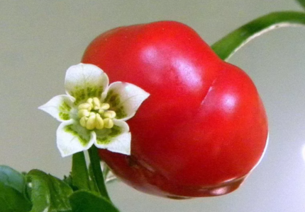 Капсикум «Бразильская красная тыква» (Capsicum Brazilian Red Pampkin)