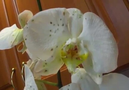 Серая гниль на орхидее