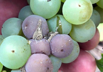 Серая гниль на винограде