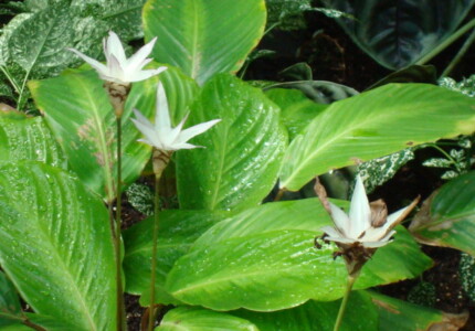 Калатея Лосенери (Calathea loeseneri)