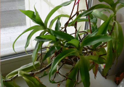 Каллизия душистая (Callisia fragrans)