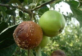 Монилиоз (плодовая гниль) яблони