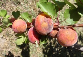 Плодовая гниль (монилиоз) абрикоса