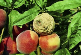 Плодовая гниль (монилиоз) персика