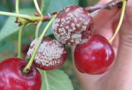 Плодовая гниль (монилиоз) вишни