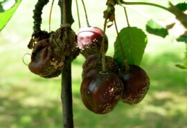 Плодовая гниль (монилиоз) вишни