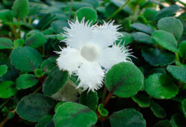 Альсобия гвоздикоцветковая (Alsobia dianthiflora)