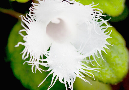 Альсобия гвоздикоцветковая (Alsobia dianthiflora)