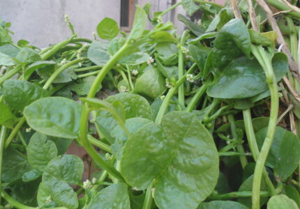 Базелла белая или малабарский шпинат (Basella alba)