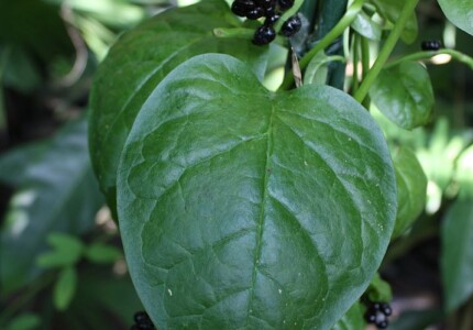 Базелла белая или малабарский шпинат (Basella alba)