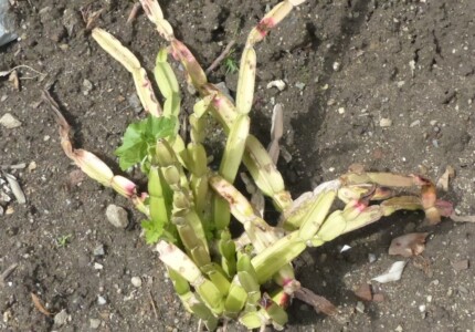 Кактусовидный циссус (Cissus cactiformis)