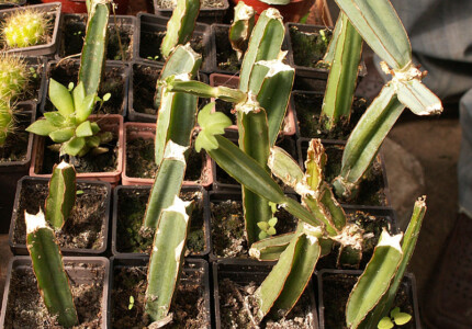 Кактусовидный циссус (Cissus cactiformis)