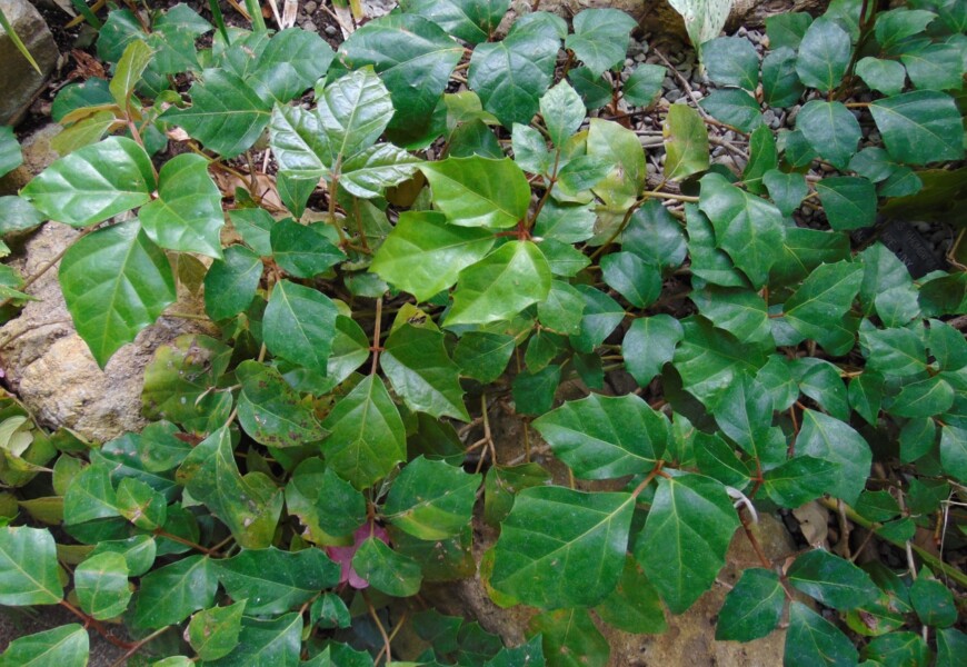 Циссус ромболистный (Cissus rhombifolia)