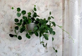 Круглолистный циссус, циссус ротундифолия (Cissus rotundifolia)
