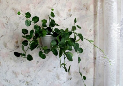 Круглолистный циссус, циссус ротундифолия (Cissus rotundifolia)