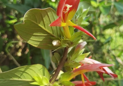 Колумнея Никарагуанская (Columnea nicaraguensis)