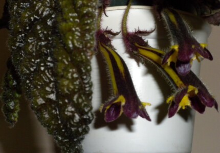 Колумнея пурпуреовиттата (Columnea purpureovittata)