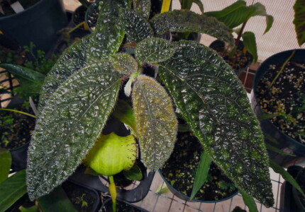 Колумнея пурпуреовиттата (Columnea purpureovittata)