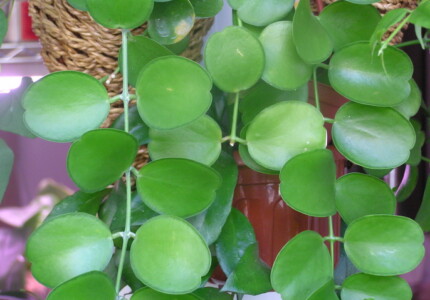 Дисхидия яблочнолистная (Dischidia apple leaf)