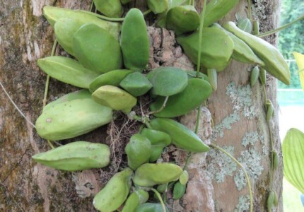 Дисхидия раффлеза (Dischidia rafflesiana)