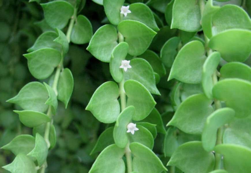 Дисхидия рускусолистная (русифолия) (Dischidia ruscifolia)