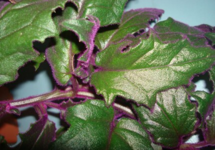 Гинура плетеносная или гинура сарментоза (Gynura sarmentosa)