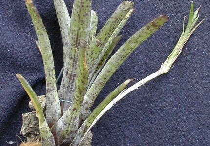 Неорегелия немногоцветковая (Neoregelia pauciflora)