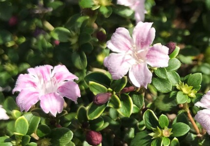 серисса японская Snow Rose Pink (Serissa japonica)