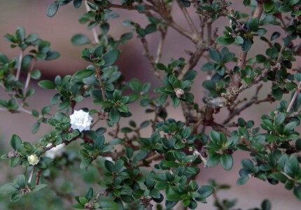 Серисса японская Snow Rose (Serissa japonica)