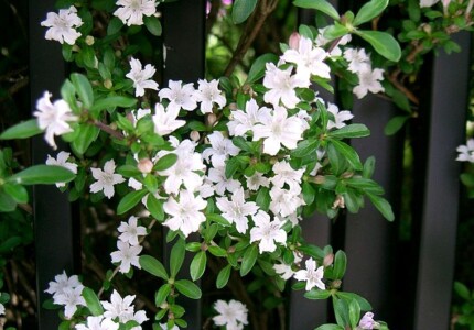 Серисса Японская (Serissa japonica)