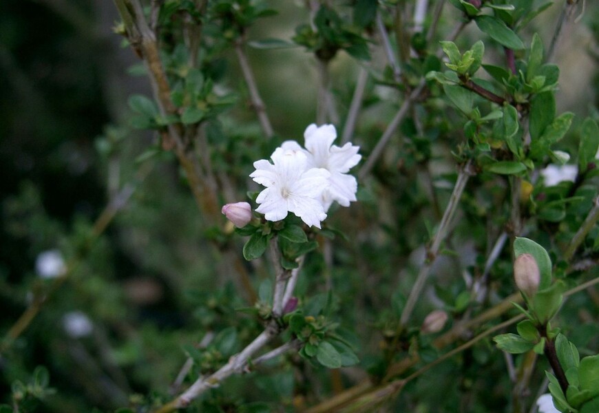 Серисса Японская (Serissa japonica)