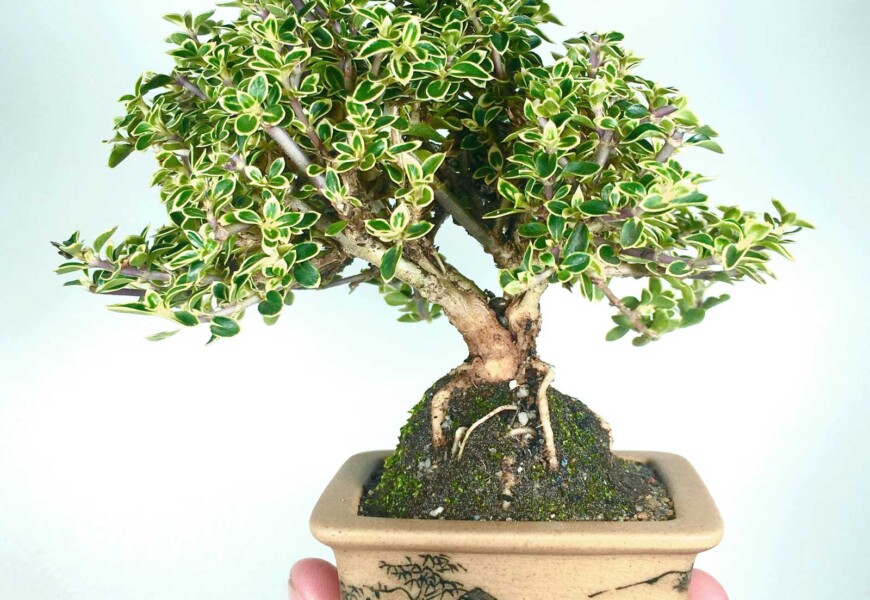 Серисса пестролистная (Serissa variegata)