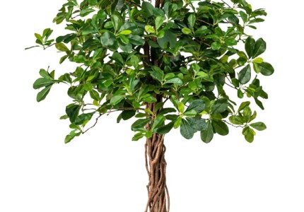 Фикус микрокарпа «Вестленд» (Ficus microcarpa Westland)