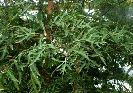 Полисциас Фрутикоза (Polyscias fruticosa)