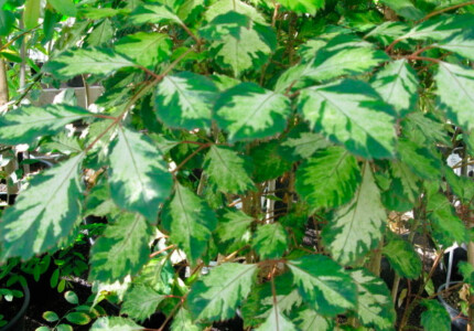 Полисциас метельчатый (Polyscias paniculata)