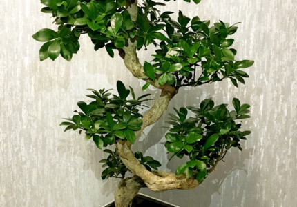 Фикус микрокарпа «Гинсенг» (Ficus microcarpa ginseng)