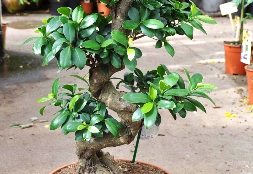 Фикус микрокарпа Гинсенг или фикус женьшень (Ficus microcarpa ginseng)