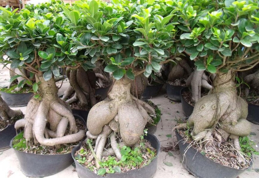 Фикус микрокарпа Гинсенг или фикус женьшень (Ficus microcarpa ginseng)