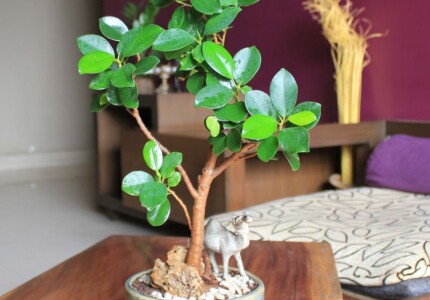 Фикус Панда (Ficus retusa cv. Panda)